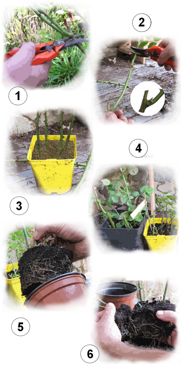 comment bouturer les rosiers en images